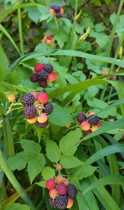 Edible Gardens: Black Raspberries, America's Lost Fruit - Gardenista Container Gardening Fruit, Black Raspberries, Raspberry Plants, Plant Diy, Berry Patch, Edible Gardens, Gardening Projects, Sante Fe, Wild Edibles