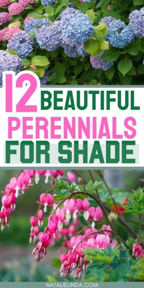 Perennials For Shade, Best Perennials For Shade, Perennial Garden Plans, Shade Landscaping, Shade Loving Perennials, Shade Garden Plants, Best Perennials, Shade Flowers, Shade Perennials