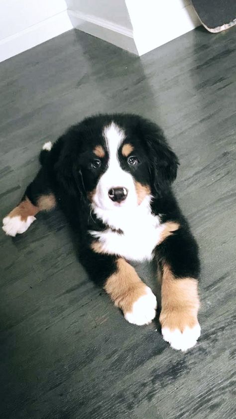 Burmese Mountain Dogs, Bernese Mountain Dogs, Cele Mai Drăguțe Animale, Psy I Szczenięta, Super Cute Puppies, Really Cute Dogs, Baby Animals Pictures, Cute Little Puppies