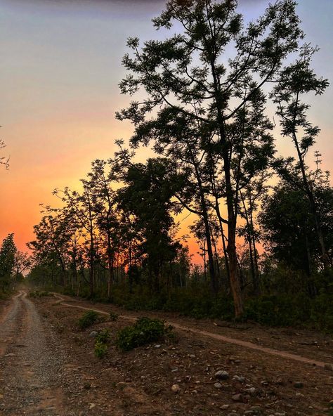 golden hour🌅 [sunset, photography, jungle] #sunset #jungle #forest #safari #nature #photography #vaidehinaik #foryou #sky #apple #shotoniphone #jimcorbettnationalpark Jungle Sunset, Golden Hour Sunset, Jim Corbett National Park, Jungle Forest, Sunset Photography, Golden Hour, Nature Photography, Forest, Photography