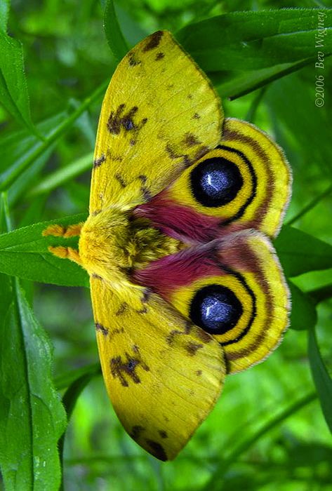 Lo Moth (Automeris lo) Lo Moth, Io Moth, Colorful Moths, Beautiful Butterfly Pictures, Dragonfly Insect, Beautiful Butterfly Photography, Moth Caterpillar, Butterfly Species, Moth Art