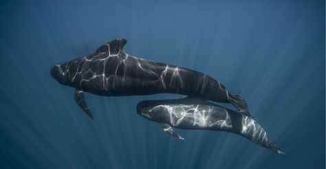 Dreaming of a plastic-free ocean Marine Life Photography, Whale Facts, Pilot Whale, Killer Whales, Marine Animals, Whale Watching, Underwater Photography, Animals Of The World, Sea Animals