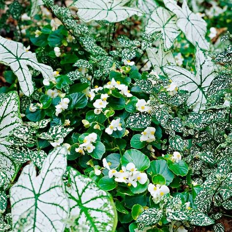 Whites for shade: caladium, wax begonia, polka dot plant What To Plant With Zinnias, Plant Pairings, Flower Combinations, Moon Garden, Leaf Texture, Big Leaves, Annual Flowers, Landscaping Tips, Plant Combinations