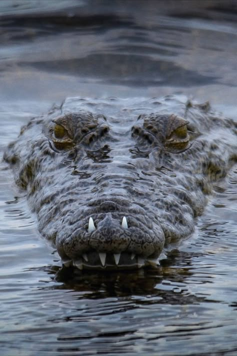 Nails Crocodile, Crocodile Facts, Crocodile Nails, Crocodile Art, Crocodile Tattoo, Sigiriya Rock, Shoes Crocs, Australia Animals, Cute Reptiles