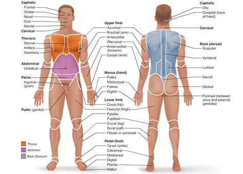 Surface Anatomy, Anatomical Terms, Radiology Student, Basic Anatomy, Basic Anatomy And Physiology, Yoga Anatomy, Human Body Anatomy, Medical School Studying, Nursing School Notes