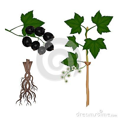 Part of a black currant plant on a white background, beautiful illustration. Black Currant Plant, Currant Plant, Beautiful Illustration, Background Beautiful, Black Currant, Parts Of A Plant, Black Currants, Olaf The Snowman, A Black