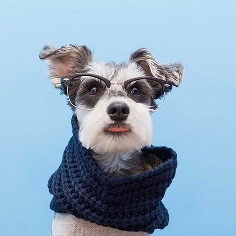 Does this outfit make me look European? Feat. @remixthedog in fabdog Navy Infinity Scarf What Kind Of Dog, Lovely Creatures, Love Your Pet, Mini Schnauzer, Dog Scarfs, Miniature Schnauzer, Cool Pets, Pet Stuff, Fluffy Animals