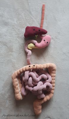 Organ Crochet Pattern Free, Organ Crochet Pattern, Crochet Kidney Free Pattern, Crochet Dissection, Crochet Anatomy Pattern Free, Anatomy Crochet Pattern, Crochet Organs Free Pattern, Crochet Brain Free Pattern, Organ Crochet