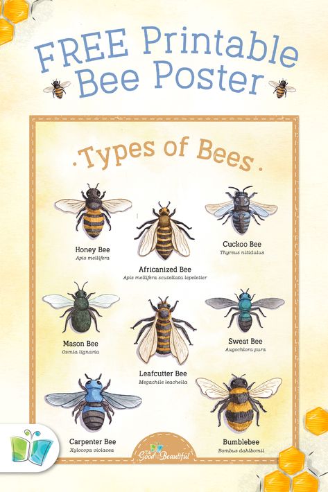 The Good And The Beautiful Science, Free Printable Bees, Bee Printables Free, Bee Projects For Kids, Drawings Of Bees, Honey Bee Activities For Kids, Types Of Bees Chart, Bee Types, Bee Crafts Preschool