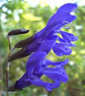 Black And Blue Salvia, Salvia Garden, Blue Salvia, Salvia Plants, Hummingbird Plants, Cardinal Flower, Dark Blue Flowers, Lake Garden, Hummingbird Flowers