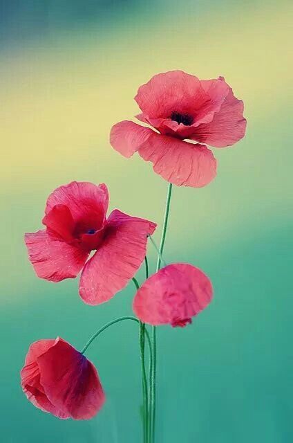 수채화 그림, Exotic Flowers, Poppy Flower, Flowers Nature, Beautiful Blooms, Love Flowers, Flower Wallpaper, Flowers Photography, My Flower