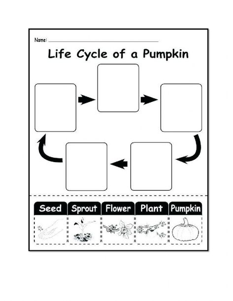 Plant Science Fair Projects, Pumpkin Activity, Life Cycle Of A Pumpkin, Rock Science, Cool Science Fair Projects, Parts Of A Pumpkin, Blank Comic Book, Pumpkin Life Cycle, Handwriting Sheets