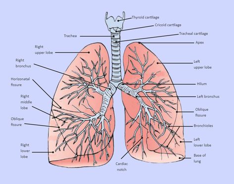 Lung Diagram Labeled