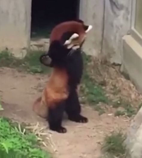 Panda Meme, Panda Funny, It's Going Down, Red Panda, You Funny, Panda Bear, Funny Animals, Profile Picture, Funny Memes