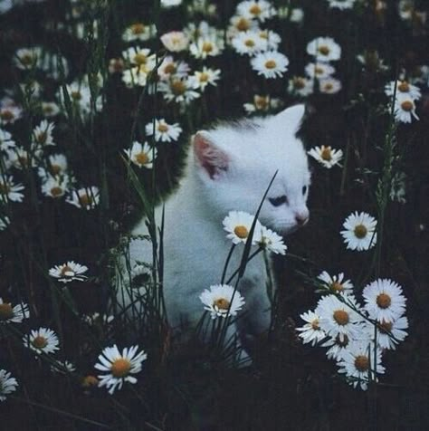 cat kitten flowers dark aesthetics forest Leah Core, Cat Dark, Silly Kitties, Dark Green Aesthetic, Silly Cats Pictures, Silly Animals, Cat Aesthetic, Funny Cute Cats, Silly Cats