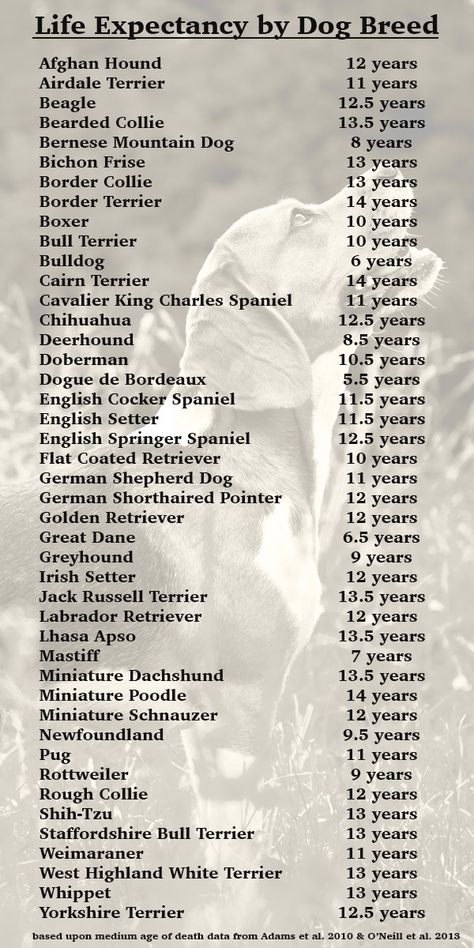 Fascinating dog life expectancy chart from How Long Do Dogs Live All Dog Breeds List, Dog Breeds Chart, Dog Chart, Different Types Of Dogs, Dog Breeds List, Dog Anatomy, Long Dog, Dog Personality, Dog Ages