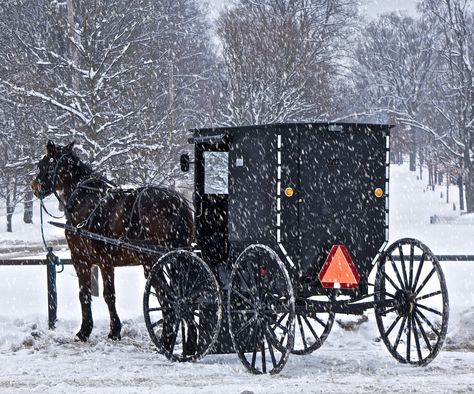 Amish Buggy in Snow | by Don Iannone Breaking Amish, Amish Buggy, Amish Country Ohio, Amish Lifestyle, Amish Living, Amish Culture, Amish Life, Plain People, Amish Farm