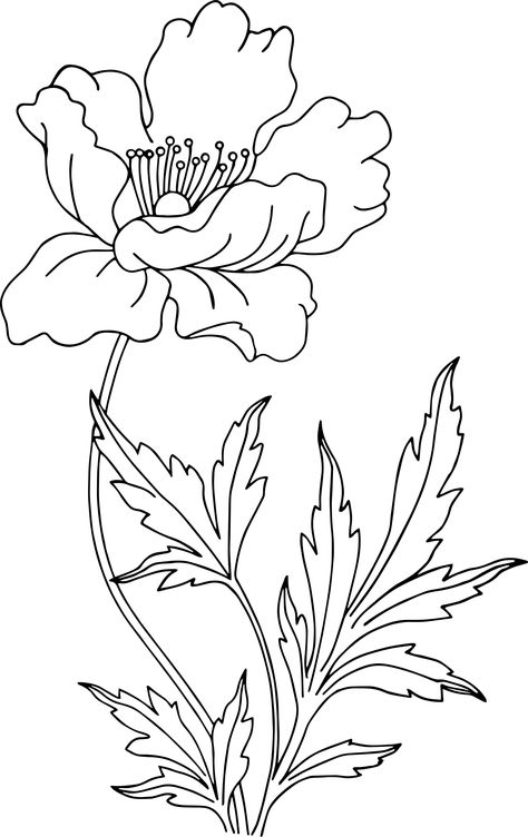 Poppy Coloring Pages Free Printable, Poppy Coloring Page, Beautiful Flower Drawings, Flower Line Drawings, Flower Drawing Tutorials, Flower Art Drawing, Flower Sketches, Pola Sulam, 자수 디자인