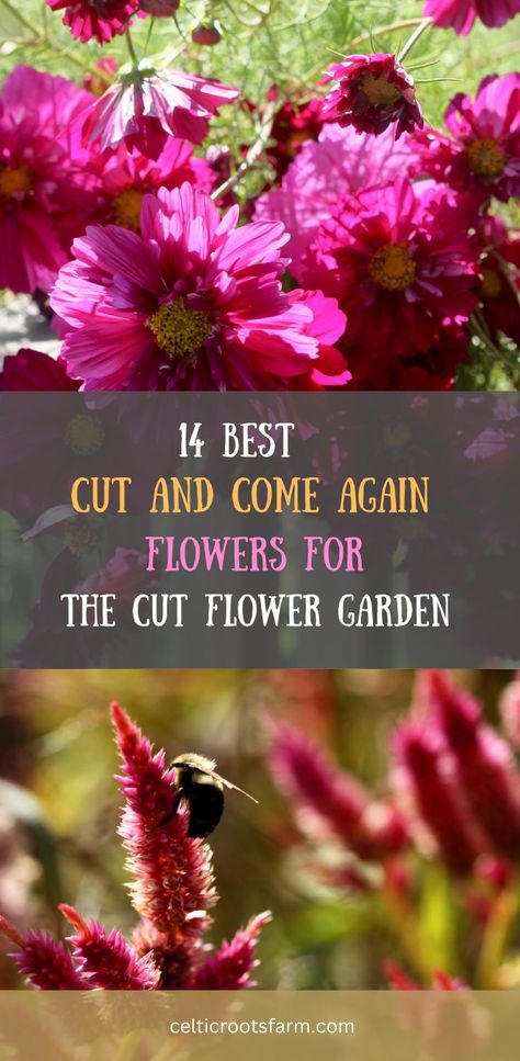 two pictures of cut and come again flowers Flowers With Long Stems, Cut Flower Landscaping, Easy Cut Flower Garden, Easy To Grow Cut Flowers, Fresh Cut Flower Garden, Cut Flower Garden Layout Ideas, Cut And Come Again Flowers, Best Cut Flowers To Grow, Cut Garden Flowers