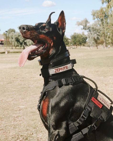 European Doberman, Dog Camera, Doberman Puppies, Service Dogs Gear, Doberman Love, Disabled Dog, Doberman Pinscher Dog, Scary Dogs, Pet Camera