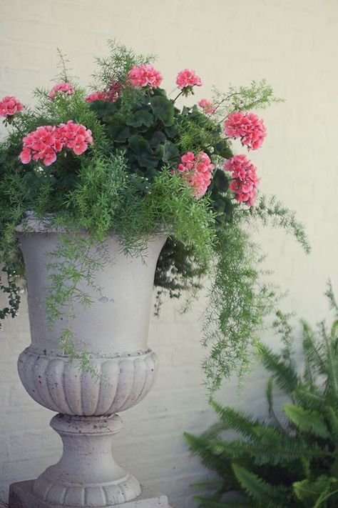 نباتات منزلية, Asparagus Fern, Container Gardening Flowers, Garden Urns, Garden Containers, Deco Floral, Container Flowers, Container Plants, Spring Garden