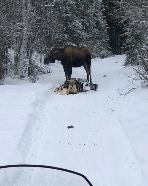 Giant moose tramples dog sled team in Alaska for almost an hour Giant Moose, Alaska Moose, Moving To Alaska, Science Photography, Bushcraft Shelter, Bull Moose, Dog Yard, News Reporter, River Trail