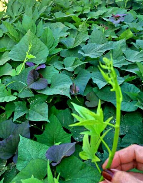 Kamote (Sweet Potato) plant Potato Plant, Sweet Potato Leaves, Sweet Potato Plant, Wall Bed, Planting Vegetables, Sweet Potato, Diet Recipes, Potato, Plant Leaves