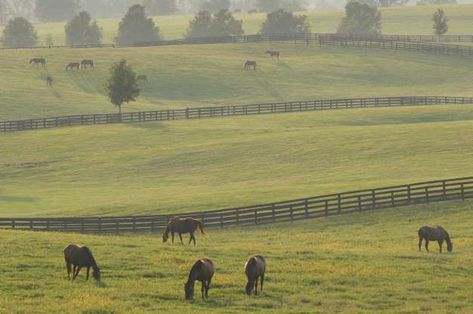 Kentucky Hills, Horse Pasture In Front Of House, Kentucky Aesthetic, Kentucky Countryside, Horse Ranch Property, Horse Riding Countryside, Kentucky Horse Farms, Lexington Kentucky Horse Farms, Visit Philly