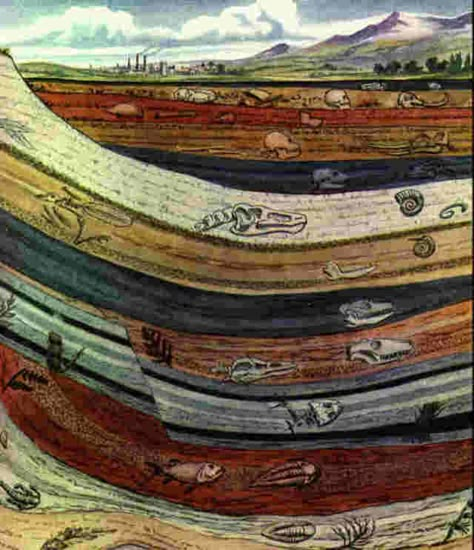 Sedimentary Rock Layers with Fossils | Sedimentary layers with fossils Rock Cycle, Rocks And Fossils, Geology Rocks, Sedimentary Rocks, Colors And Patterns, Rock Formations, Earth Science, Science And Nature, Rocks And Minerals