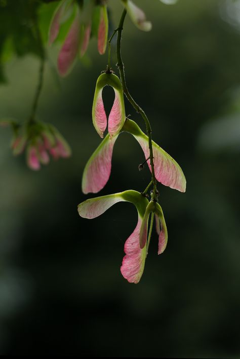 Sycamore Seed Tattoo, Seeds Photography, Maple Seeds, Sycamore Seed, Sycamore Tree, Wind Sculptures, Tree Artwork, Tree Seeds, Seed Pods