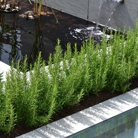 Rosemary Plant Landscaping, Rosemary Hedge, Evergreen Herbs, Pale Blue Flowers, Cilantro Seeds, Texas Plants, Rosemary Plant, Hedging Plants, Plant Tissue