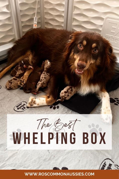 Whelping Box for Dogs and Puppies. Comes with all you need including washable pad. Click for a direct Amazon Affiliate Link. Diy Whelping Box For Large Dogs, Whelping Box Ideas, Puppy Whelping, Dog Whelping, Dog Whelping Box, Whelping Puppies, Dog Birth, Puppy Playpen, Whelping Box