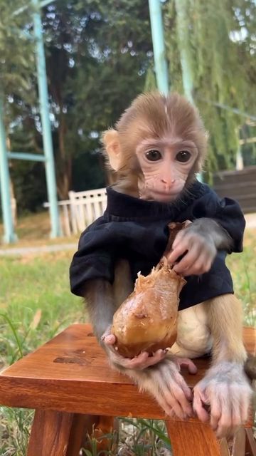 Capuchin Monkey Pet, Funny Monkey Pictures, Cute Monkey Pictures, Finger Monkey, Capuchin Monkey, Monkey Pictures, Monkey 3, Pet Monkey, Monkeys Funny