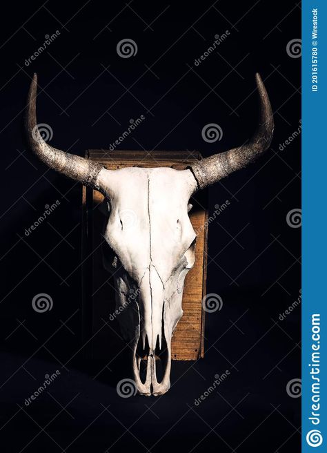 Skull With Horns, A Bull, Bull Skull, Skull Drawing, Bull Skulls, Cow Skull, Black Background, Black Backgrounds, Moose Art