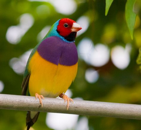 Gouldian Finch | 22 Colorful Animals Who Look Too Beautiful To Be Real Golden Finch, Stairs Basement, Northern Australia, Gouldian Finch, Australian Birds, Colorful Animals, All Birds, Pretty Birds, Colorful Birds