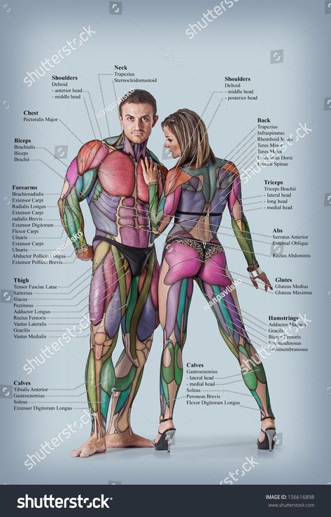 Anatomy of male and female muscular system - anterior posterior view - full body Female Muscular, 남성 근육, Fitness Hacks, Man Anatomy, Human Body Anatomy, Muscular System, Muscle Anatomy, Human Anatomy And Physiology, Medical Anatomy