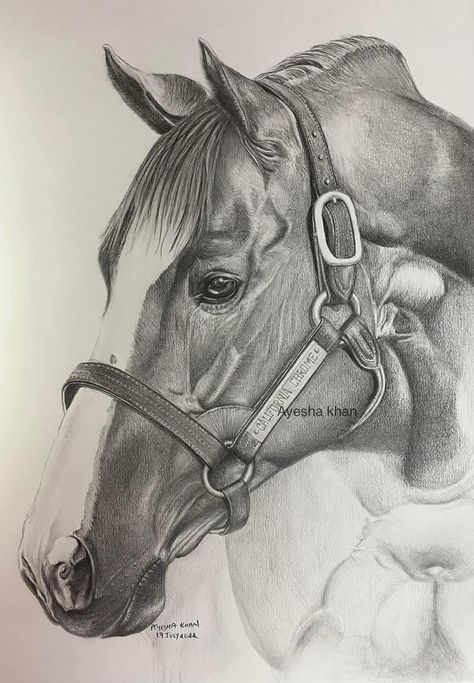 Horse Art Drawing, California Chrome, Horse Sketch, Horse Artwork, Horse Drawing, Horse Drawings, Equine Art, Color Pencil Art, Realistic Drawings