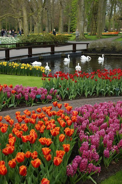 Tulips Garden, Most Beautiful Gardens, Beautiful Flowers Garden, Gorgeous Gardens, Alam Yang Indah, Swans, Large Flowers, Dream Garden, Organic Gardening