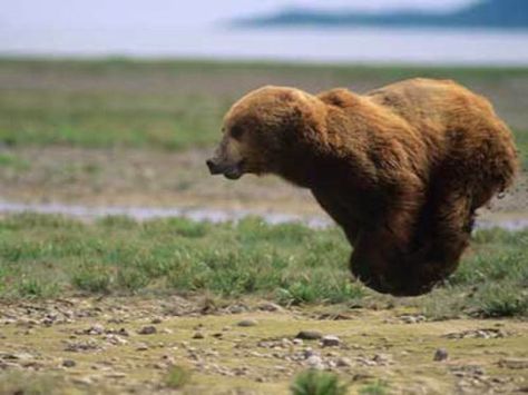 Hover Bear. Photo Ours, Bear Attack, Animal Attack, Bear Pictures, Love Bear, Silly Animals, Grizzly Bear, Cute Bears, Brown Bear