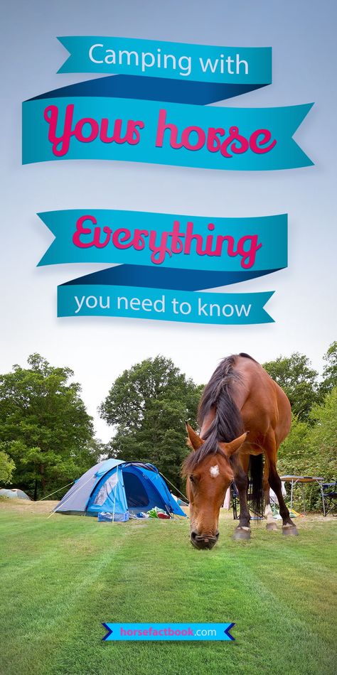 Camping With Horses, Equestrian Tips, Horse Camping, Horseback Riding Tips, Horse Behavior, Horse Shirts, Riding Tips, Horse Care Tips, Wild Camp