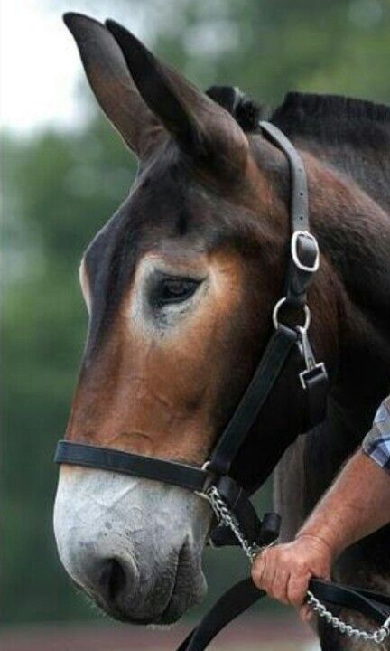 Draft Mule, Mules Animal, Horses And Dogs, All The Pretty Horses, Horse Crazy, Draft Horses, Pretty Horses, Donkeys, Horse Love