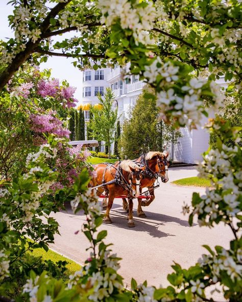 Lilacs-Mackinac Island Mackinac Island Grand Hotel, Grand Hotel Mackinac Island, Mackinac Island Michigan, Northern Island, Hotel Plan, Family Vacay, Somewhere In Time, The Victorian Era, Lake Huron