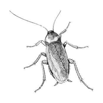 cockroaches Hissing Cockroach Tattoo, Kecoa Art, Cockroach Sketch, Roach Drawing, Cockroach Illustration, Cockroach Drawing, Cockroach Tattoo, Hatch Drawing, Bug Tattoo