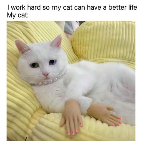 25 Meownday Morning Meowing Memes For Your Sassy Feline Soul Memes Birthday Funny, Morning Memes, Cheezburger Cat, Lots Of Cats, Birthday Funny, Parenting Fail, Cat Behavior, Fluffy Cat, Funny Cute Cats