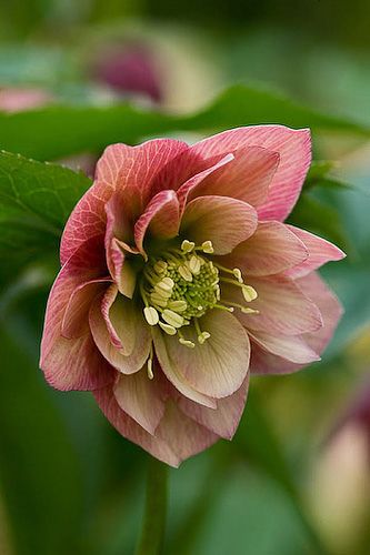 Explore Clive Nichols' photos on Flickr. Clive Nichols has uploaded 1150 photos to Flickr. Lenten Rose, Christmas Rose, Late Spring, Flowering Plants, Shade Plants, Exotic Flowers, Flower Beauty, Beautiful Blooms, Flower Photos