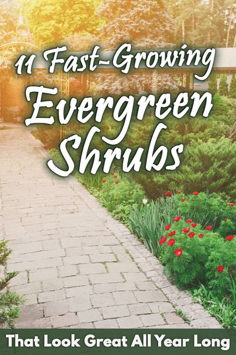 Fast-Growing Evergreen Shrubs: 11 Shrubs That Will Enhance Your Garden All Year Long Fast Growing Privacy Shrubs, Fast Growing Flowers, Small Evergreen Shrubs, Landscaping Shrubs, Fast Growing Shrubs, Shrubs For Privacy, Low Growing Shrubs, Fast Growing Evergreens, Leyland Cypress