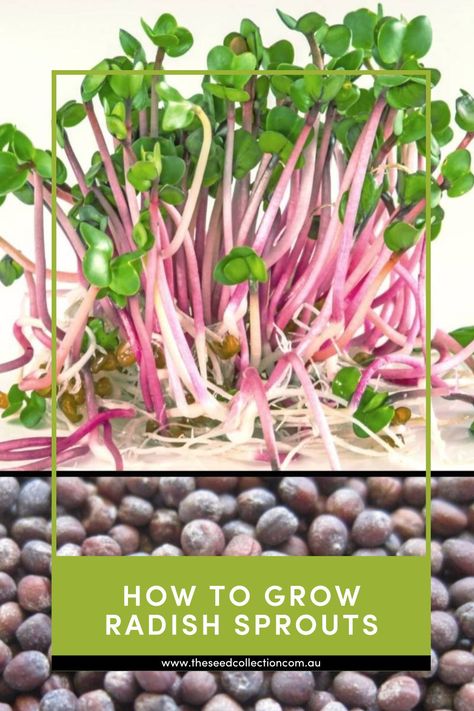 A simple step by step guide on how to grow Radish Sprouts Radish Sprouts, Sprouting Seeds, Seed Collection, Step By Step Guide, How To Grow, Step Guide, Sprouts, To Grow, Step By Step