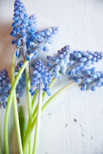 Muscari Flowers, Lifestyle Studio, Bulbous Plants, Early Spring Flowers, Flower Cottage, Flower Party, Seasonal Flowers, Bulb Flowers, Blossom Flower