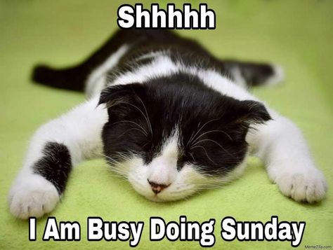 Sunday Morning Memes, Funny Sunday Memes, Gardening Memes, Sunday Meme, Meme Names, Friday Cat, Sunday Humor, Cats Happy, Funny Sun