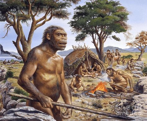 Human Evolution Tree, Cenozoic Era, Stone Age Man, Prehistoric People, Homo Sapien, Homo Habilis, Evolution Of Life, American Indian Artwork, Homo Erectus